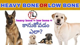 How to check heavy bone or low bone dogs | German Shepherd & Labrador Retriever BY Taju Logics