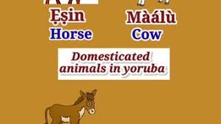 Yoruba Language - Domesticated Animals in Yoruba #shorts