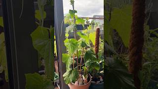 My indoor cucumber plant getting nice and big no flowers yet tho #indoorfruitplants