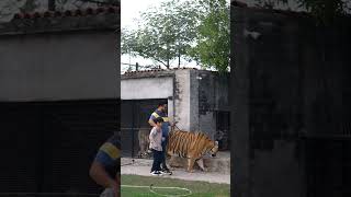 Little Kid Playing with Bengal Tiger | Nouman Hassan