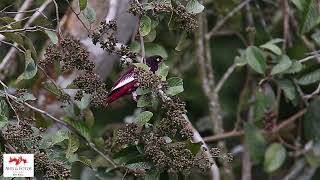 Anambé-roxo  (Xipholena punicea)  Pompadour Cotinga