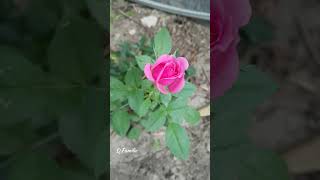 All Stages of the Rose | Pink Rose | Time Lapse of Rose Blooming | #Shorts