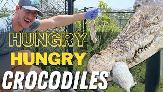 New Crocodile Enclosure Feeding In Florida! | Primitive Predators