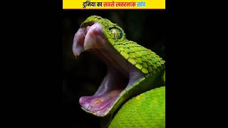 दुनिया का सबसे खतरनाक सांप | Facts About Snake #shorts #viral #snake