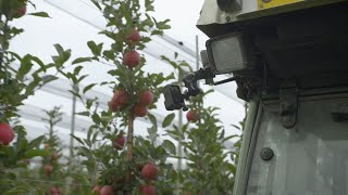 Monitoring einer Apfelanlage - Innovation in der Landwirtschaft (16)