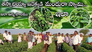 shinwa ఈ మిరప పొలాన్ని చుస్తే మీ మతి పోతుంది/ #nelathallivlogs #redchilli #farming #chilli #vlogs