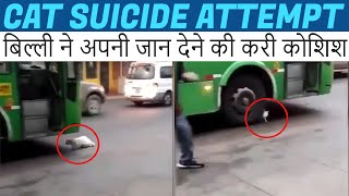 Cat made suicide attempt | जान देने पर उतारू हो गई बिल्ली