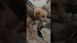 Kansas Duck Hunt w/ The Grind Waterfowl TV #duckhunting #waterfowl #duckseason #gundog #retriever