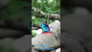 Ant doesn't save the butterfly child life   #chinutinu #trendingshorts #trendingvideo #viralcartoon