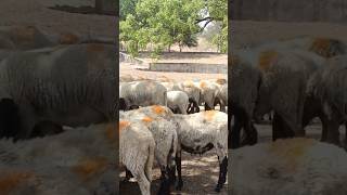 Best agribusiness ।Sheep farming in Rajasthan ।