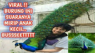 Viral!! Ternyata burung ini suaranya mirip anak Kecil.