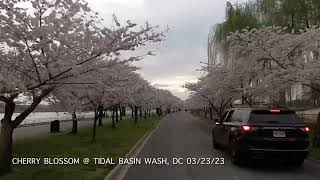 CHERRY BLOSSOMS / WASHINGTON DC #cherryblossom #washingtondc #tidalbasin