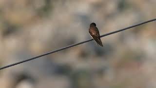 Rough Winged Swallow #lonliness #birds #birdslife #birdsvideo #nature #birdsphotography #4k #love