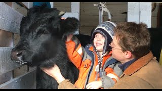 Milking Our Family Dexter Cows (surge milker)