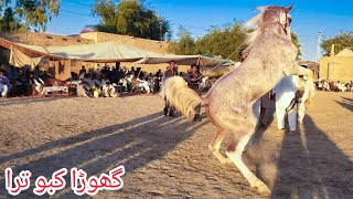 horse dance video ghoda kabotra | mela ghulam shah lodan