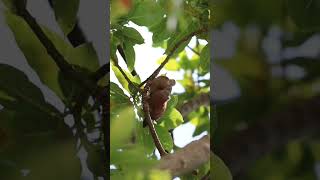 Dove video #animals #wildlife #nature #birds #shorts