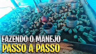 COMO FAZER O MANEJO DOS  PINTINHOS COM 9 DIAS DE VIDA !🙏