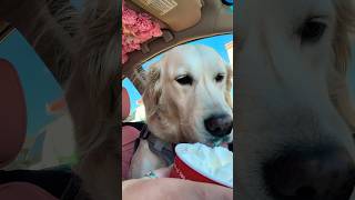 Chick-fil-A has MASSIVE pup cups! #servicedog #dog #pupcup #shorts #trending #viral