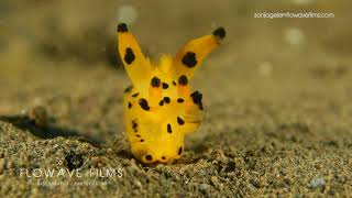 DID YOU KNOW THERE ARE UNDERWATER PIKACHUS?