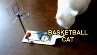 funny basketball cat LOL