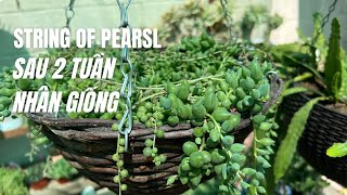 SEN ĐÁ STRING OF PEARLS SAU 2 TUẦN NHÂN GIỐNG #SENĐÁ #SUCCULENT #ECHEVERIA #돌연꽃과#石蓮花和水 Succulent