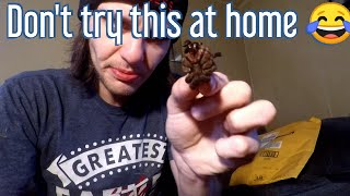 Eating The Zebra Tarantula From Amazon. . Don't Recommend Trying