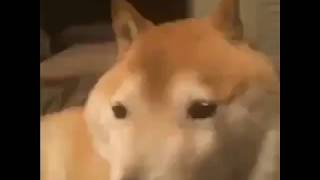 doge bonk