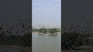 BIRDS #flying #beautiful #shortvideos #youtubevideo