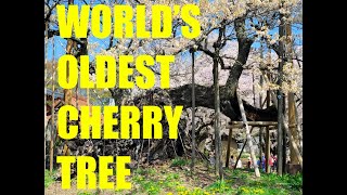 The WORLD'S OLDEST Cherry tree blooming!  (JINDAI ZAKURA JAPAN)