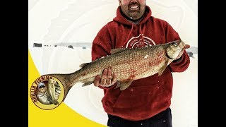 Fishing BIG Whitefish at Bear Point Fish Hut Rentals on Like Simcoe February 10 2018