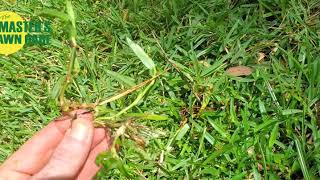 Two of the most invasive Gainesville Lawn Weeds: Doveweed and Basketgrass