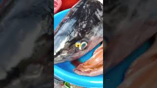 blue pin tuna #asmer #satisfying #shortsviral