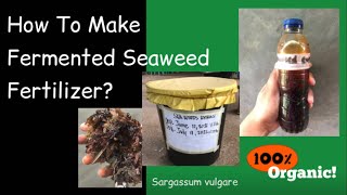 How To Make Fermented Seaweed Fertilizer? | Organic Agriculture