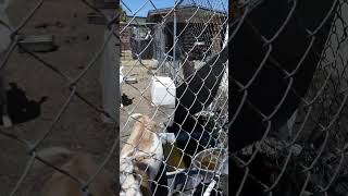 4-18-23 Don Marine Boat Salvage goats