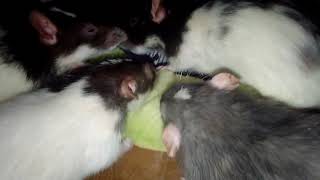 Rats VS. Honey Dew!