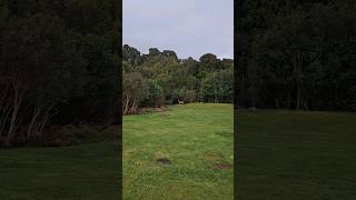 Walking up to whitetail deer on Stewart Island 👀 😮