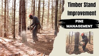 Timber Stand Improvement - Releasing White Oaks in a Pine Stand for Whitetail Deer and Ruffed Grouse