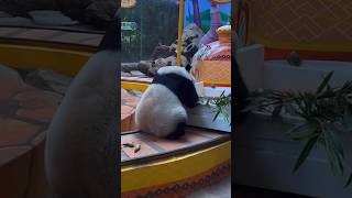 #熊猫 #panda 哈哈哈屁股要搓冒烟儿了 😅😅