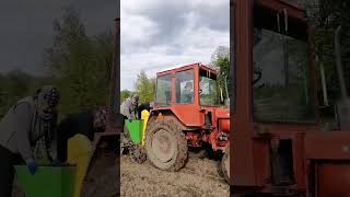 Почали садити картоплю 🚜