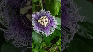 purple passionflower #flower #beautifulflower #passionflower