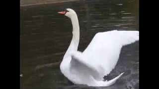 The Washing of the Swans (Nov 2018)