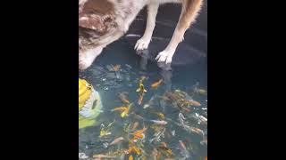 #koi slaps #pomsky in his face