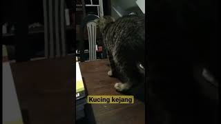 Kucing kejang kejang