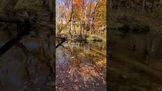 Their is salmon in this creek