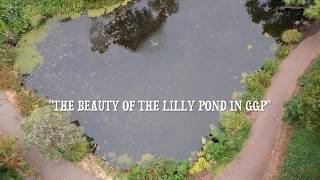 The Beauty of the Lilly Pond in GGP