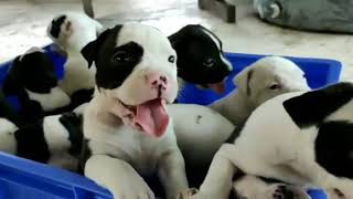 qPitbull Chennai India Tamilnadu puppy  available