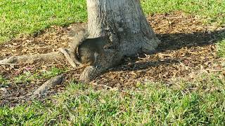 adorable little squirrel 🐿️ eating a peanut 🥜