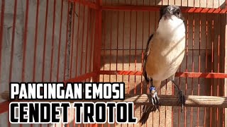 Cendet Trotol Gacor Dongkrak Emosi Trotol Lain Agar Cepat Ikut Bunyi