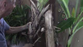 Banana Harvest - What to do with the banana tree after you harvest your bananas # gardening