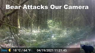 Black Bear Attacks Our Trail Camera